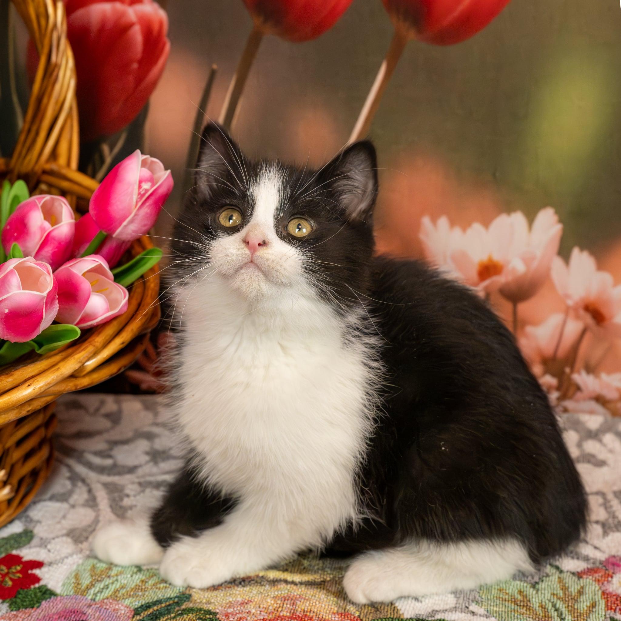 Enlarge Mackie, an adopted Domestic Medium Hair in Lapeer, MI image 5/6