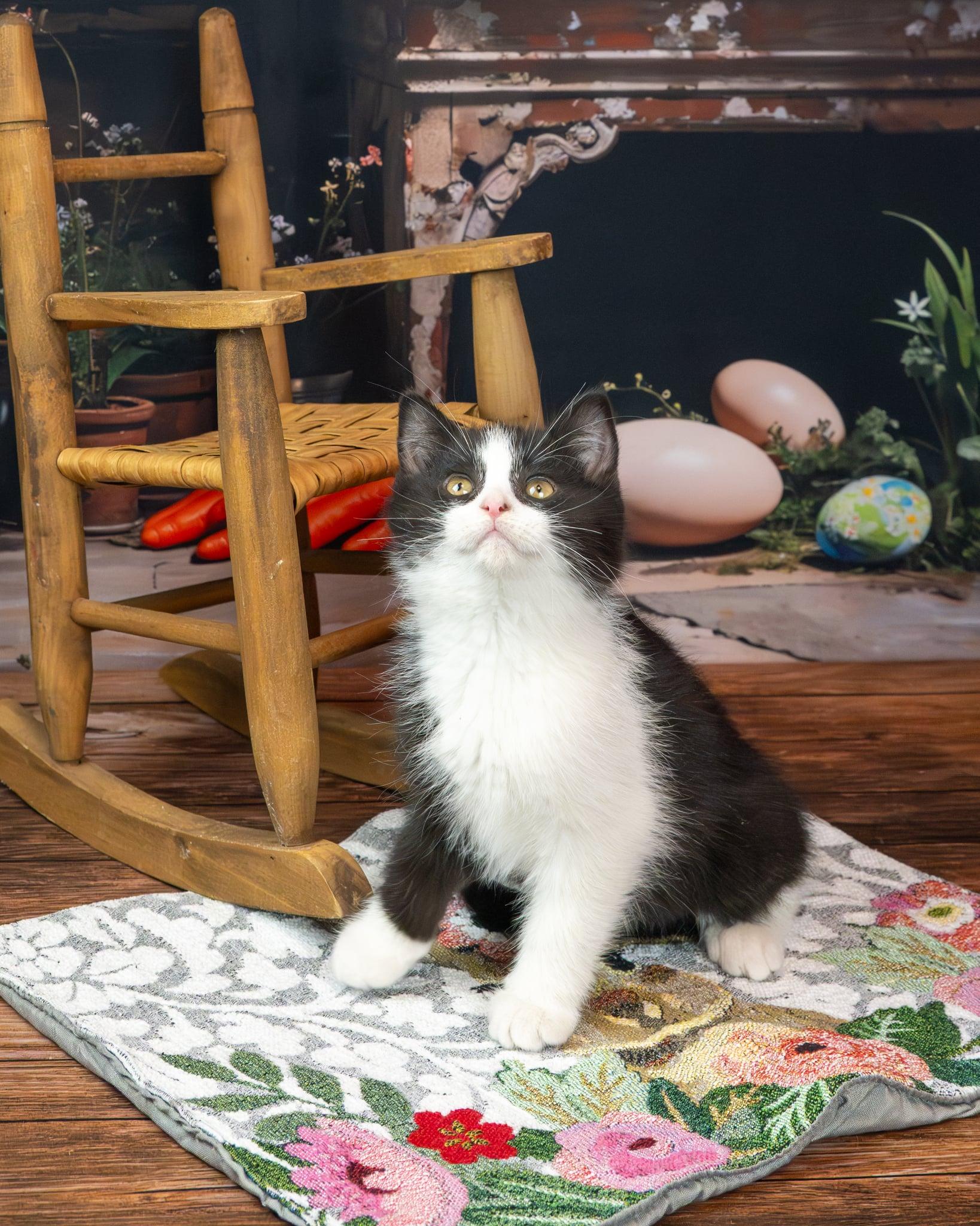 Enlarge Mackie, an adopted Domestic Medium Hair in Lapeer, MI image 1/6