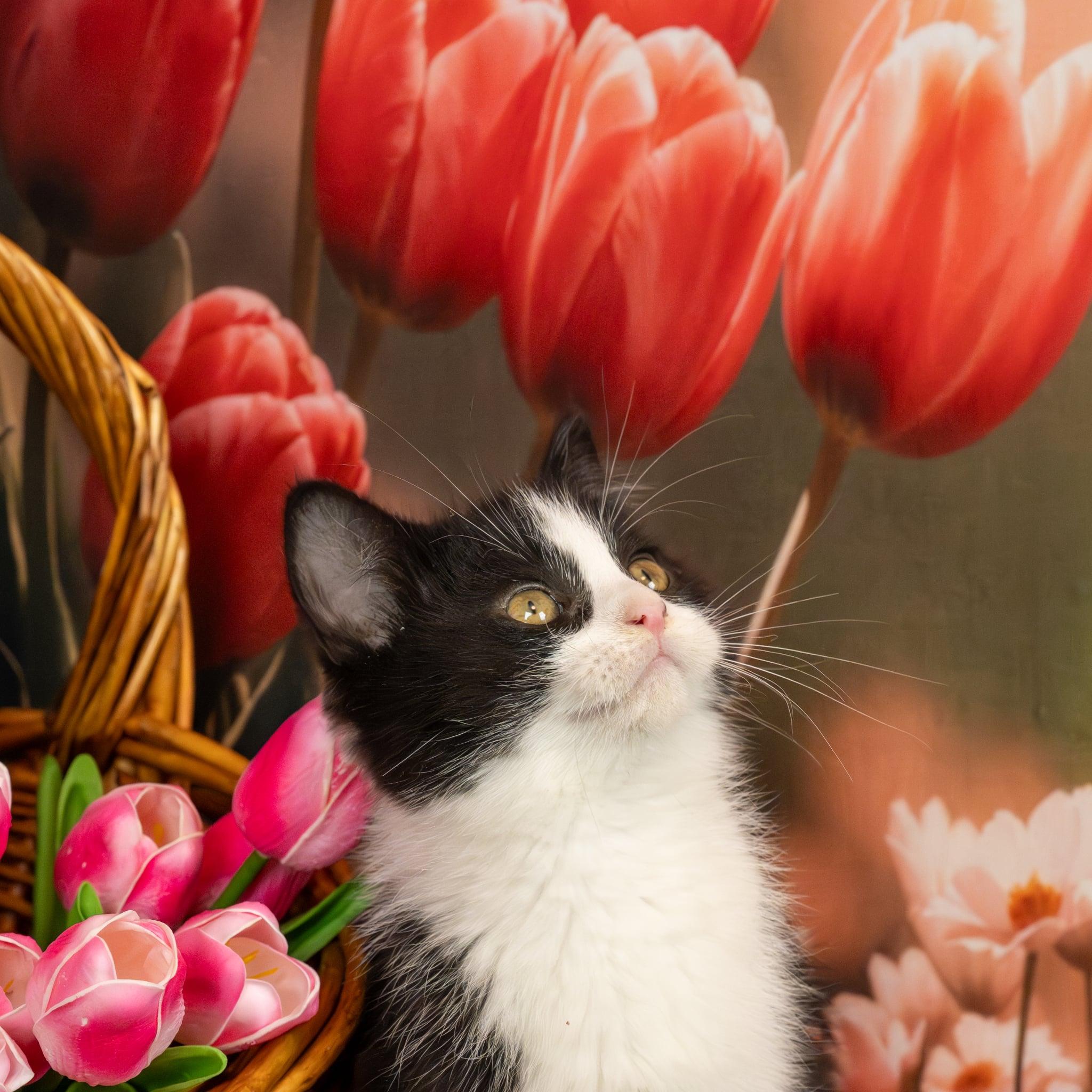 Enlarge Mackie, an adopted Domestic Medium Hair in Lapeer, MI image 2/6