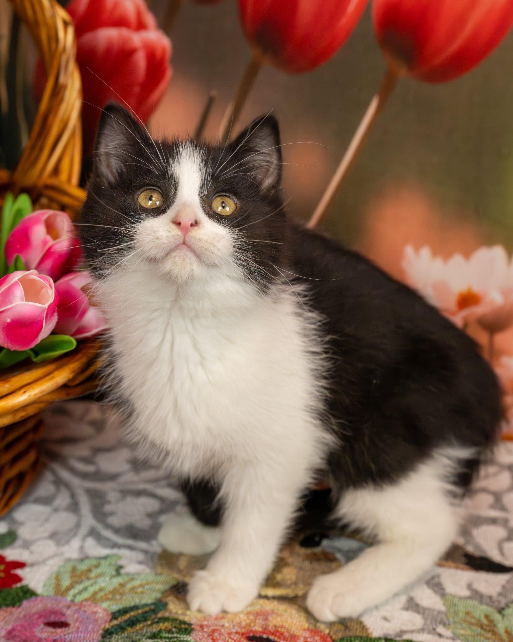Enlarge Mackie, an adopted Domestic Medium Hair in Lapeer, MI image 6/6