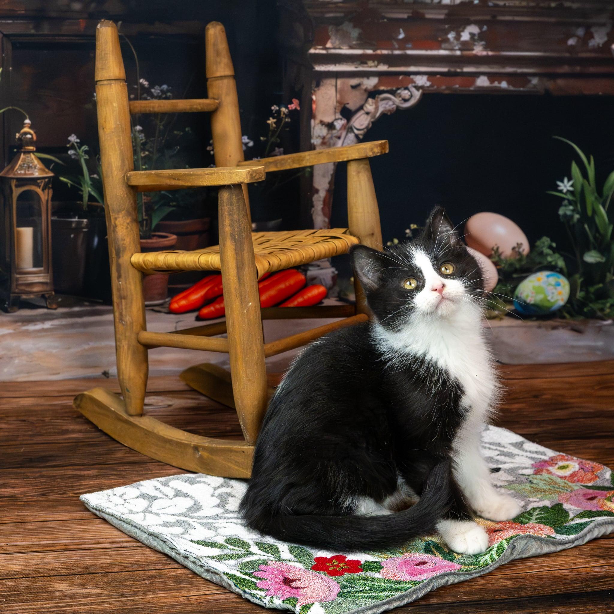 Enlarge Mackie, an adopted Domestic Medium Hair in Lapeer, MI image 3/6