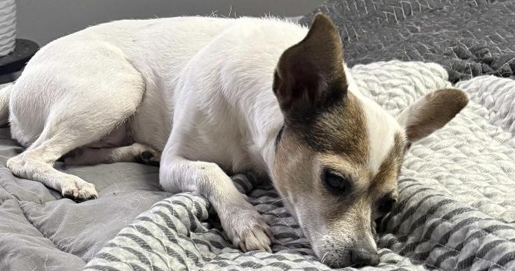 Enlarge Honey, a Adoptable mixed breed in Galloway, OH image 2/5