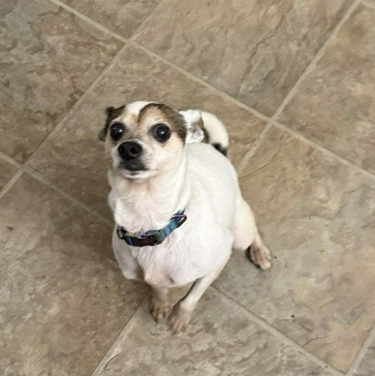 Enlarge Honey, a Adoptable mixed breed in Galloway, OH image 3/5