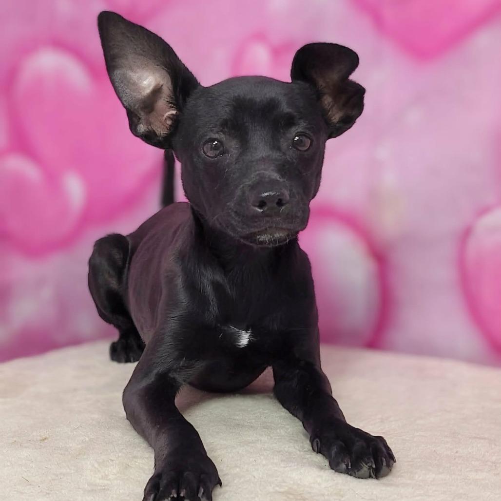 Enlarge Jet, a Adoptable mixed breed in Griswold, CT image 1/1