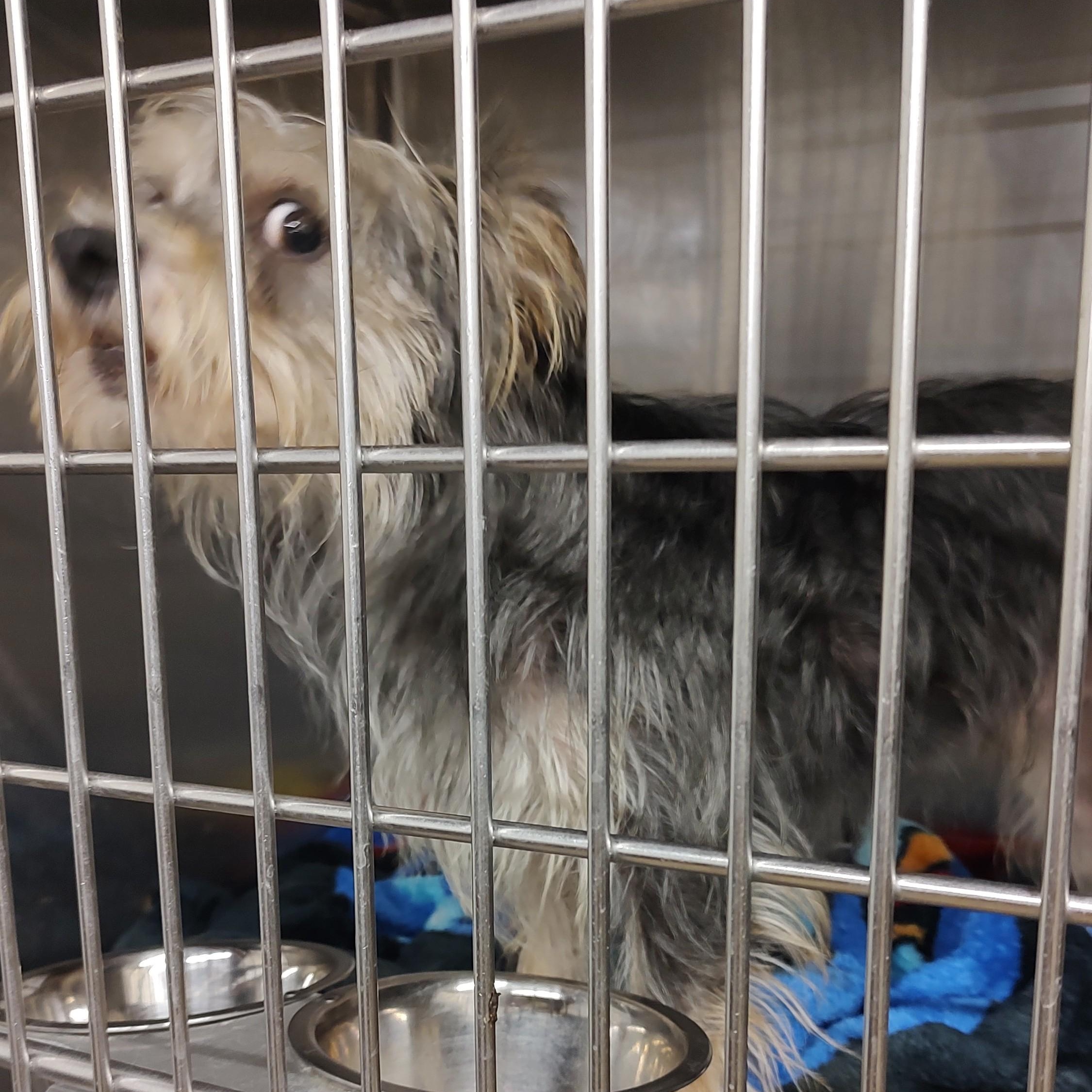 Whip, adopted, Young Male Schnauzer.