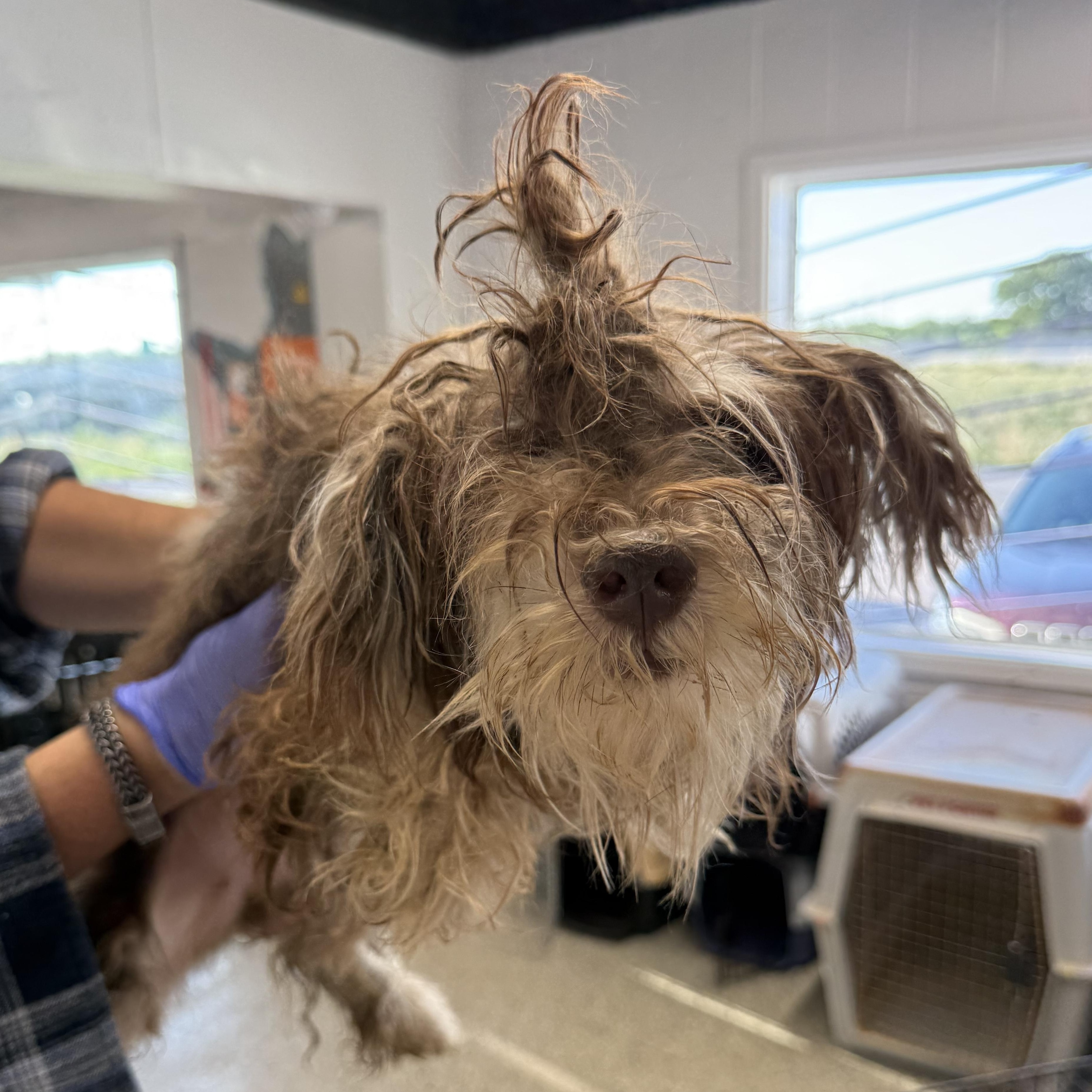 Enlarge Whip, an adopted Schnauzer in Blue Springs, MO image 2/2