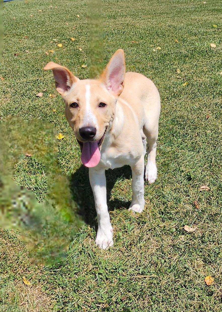 Riggs, Adoptable, Puppy Male Yellow Labrador Retriever.