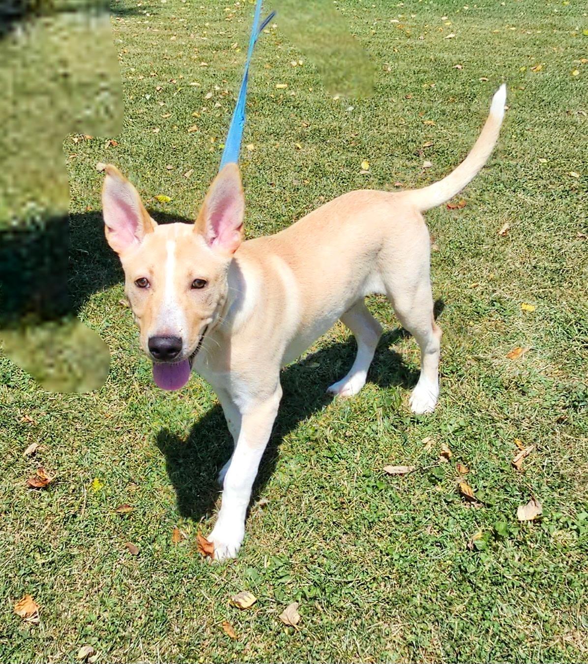 Riggs, a Adoptable mixed breed in Arlington Heights, IL image 2/3