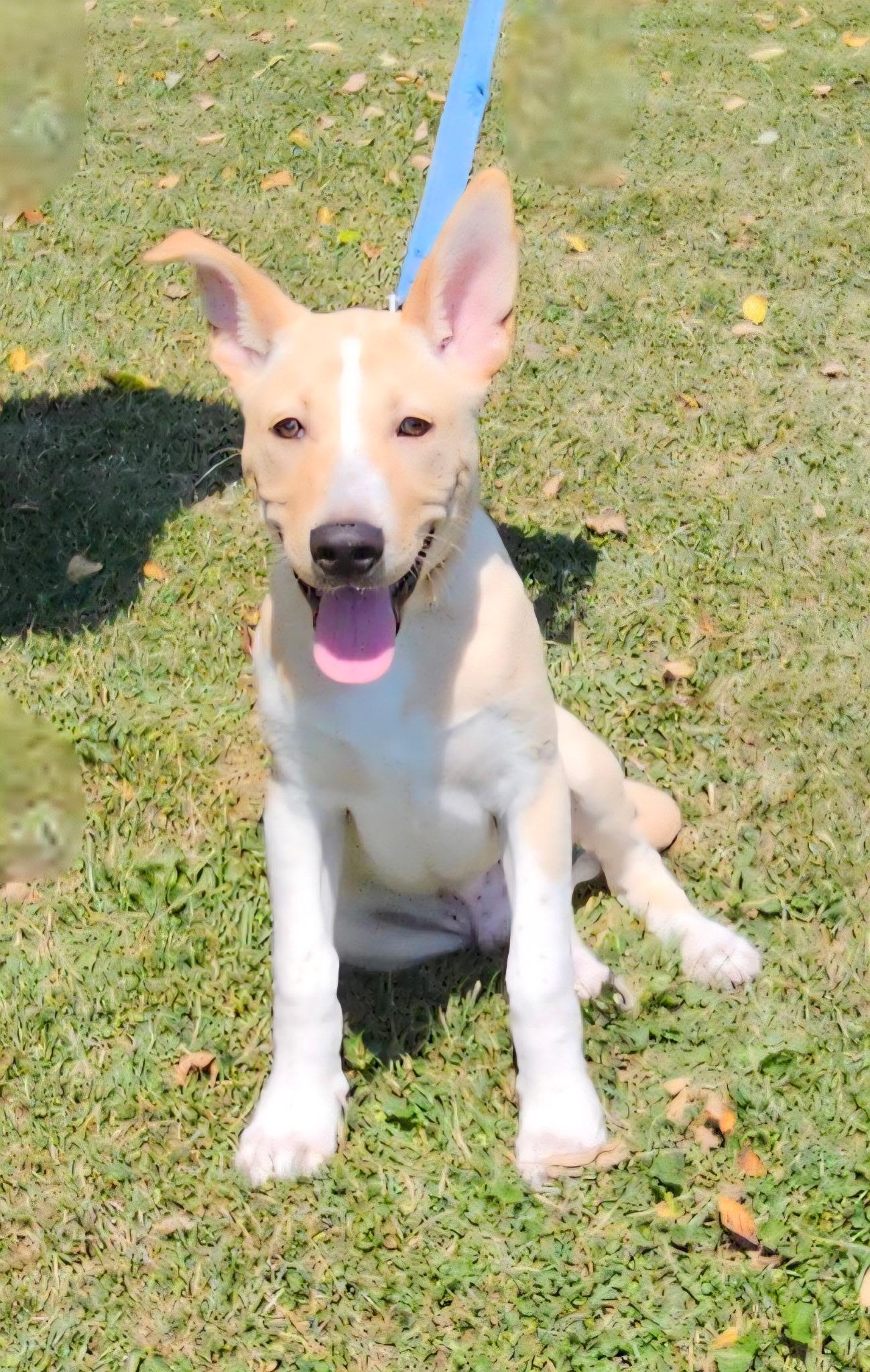 Riggs, a Adoptable mixed breed in Arlington Heights, IL image 3/3