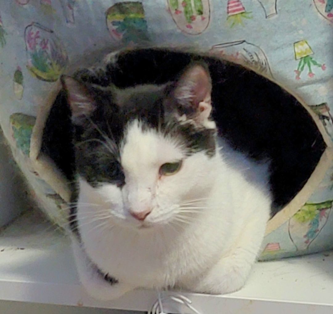 Eloise, a Adoptable mixed breed in Glen Ellyn, IL image 1/6