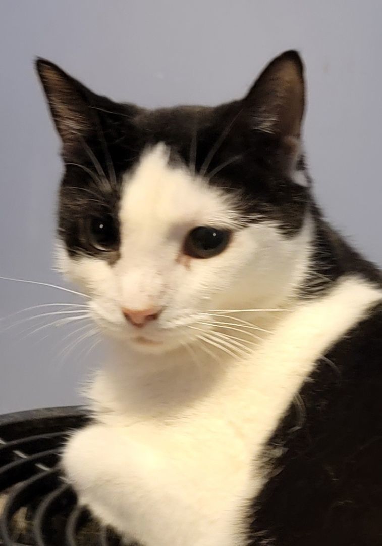 Eloise, a Adoptable mixed breed in Glen Ellyn, IL image 2/6