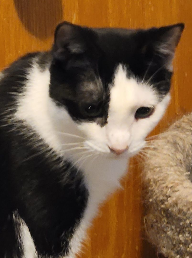 Eloise, a Adoptable mixed breed in Glen Ellyn, IL image 3/6