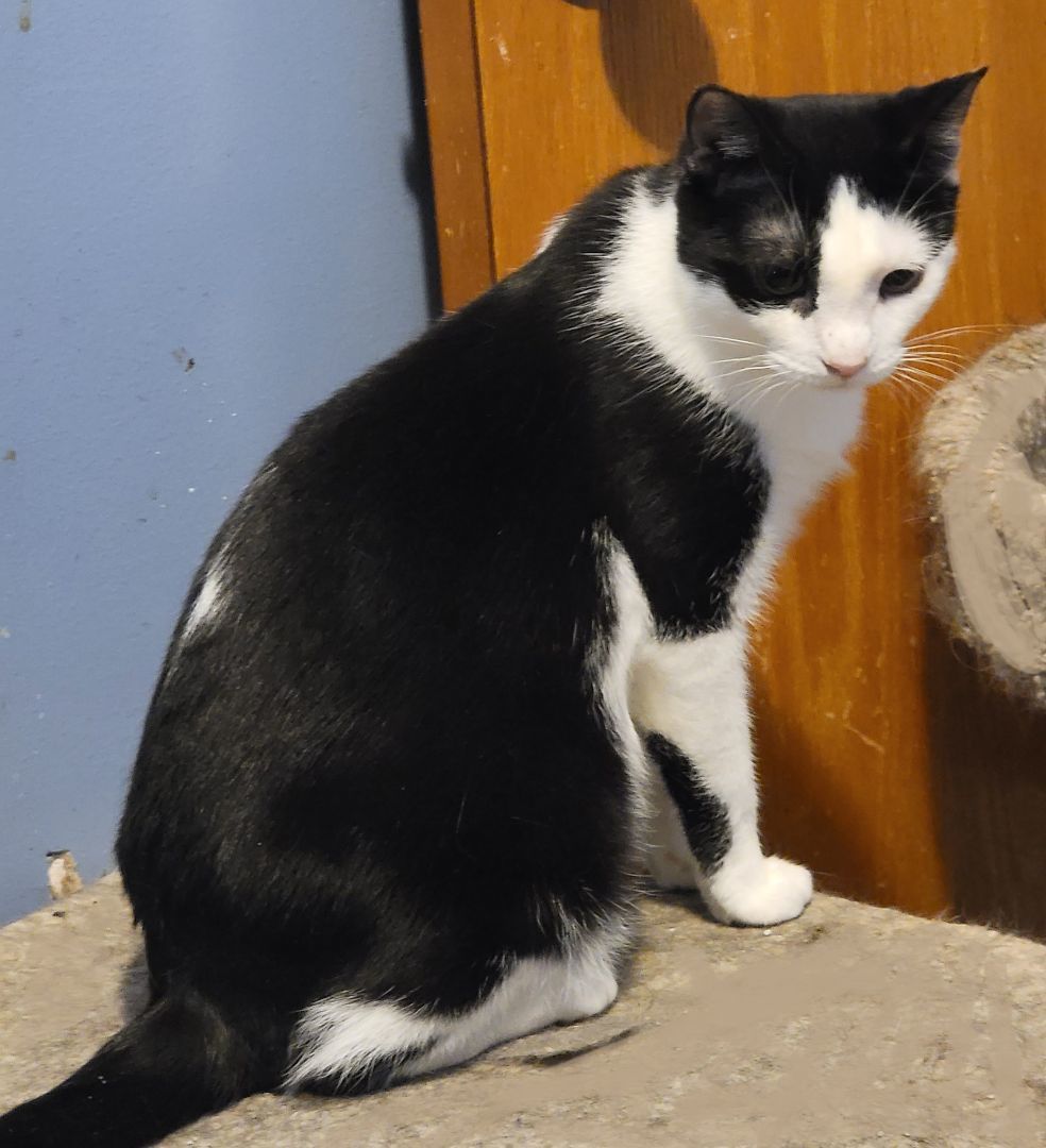 Eloise, a Adoptable mixed breed in Glen Ellyn, IL image 4/6