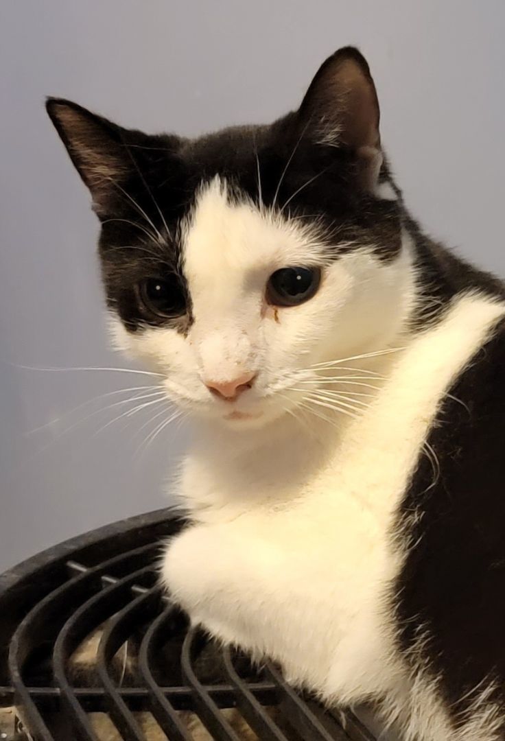 Eloise, a Adoptable mixed breed in Glen Ellyn, IL image 6/6