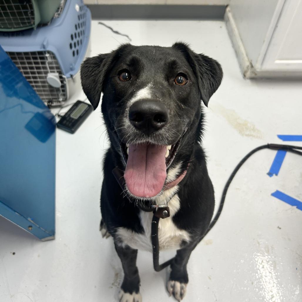 Lily Mae, Adoptable, Young Female Shepherd & Mixed Breed.