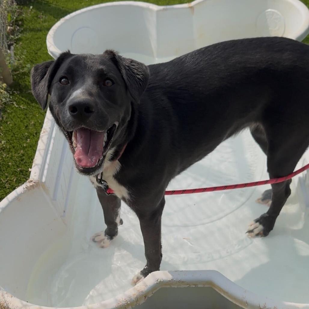 Lily Mae, a Adoptable mixed breed in Huntsville, AL image 2/4