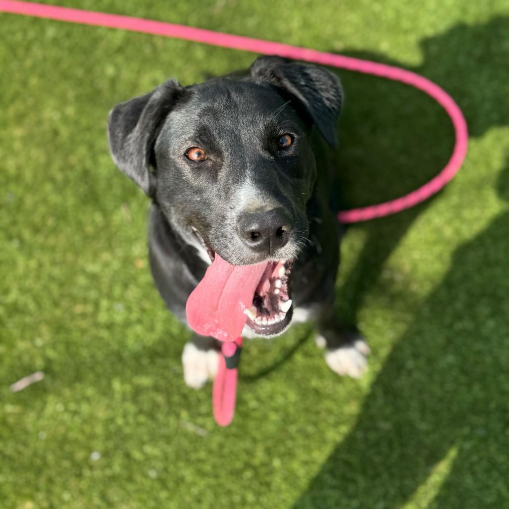 Lily Mae, a Adoptable mixed breed in Huntsville, AL image 4/4