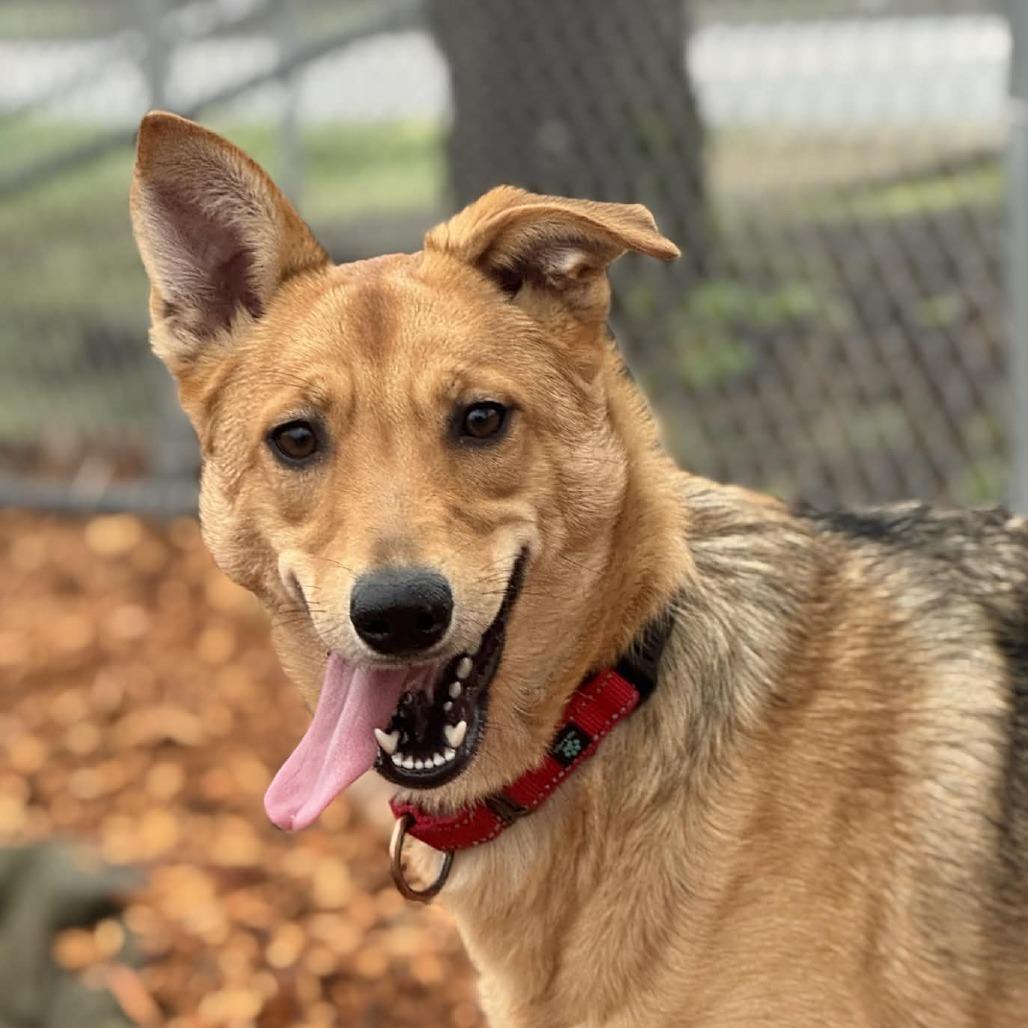 Enlarge Haru, a Adoptable Mixed Breed in Tacoma, WA image 1/2