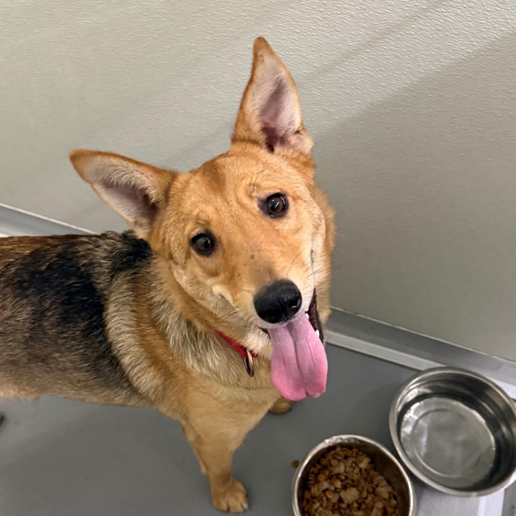 Enlarge Haru, a Adoptable Mixed Breed in Tacoma, WA image 2/2