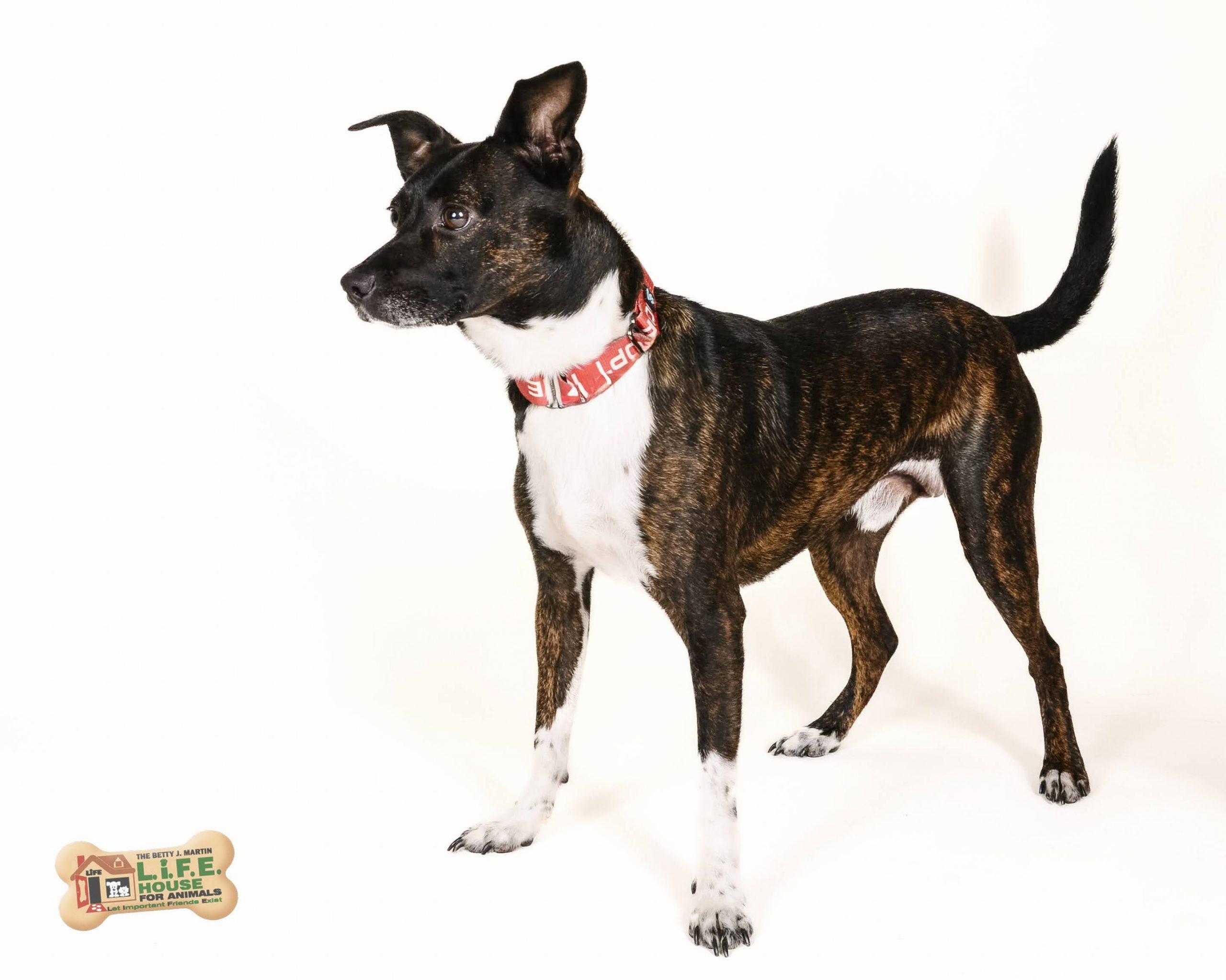Simba 5661 D, Adoptable, Adult Male Rat Terrier & Mixed Breed.