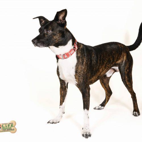 Enlarge Simba 5661 D, a Adoptable mixed breed in Frankfort, KY image 1/5
