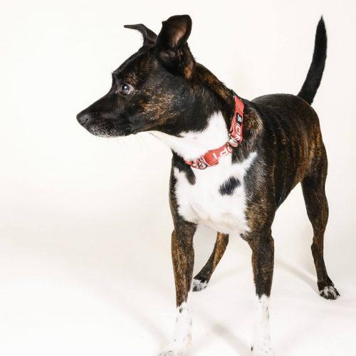Enlarge Simba 5661 D, a Adoptable mixed breed in Frankfort, KY image 2/5
