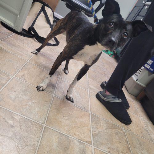 Enlarge Simba 5661 D, a Adoptable mixed breed in Frankfort, KY image 1/6