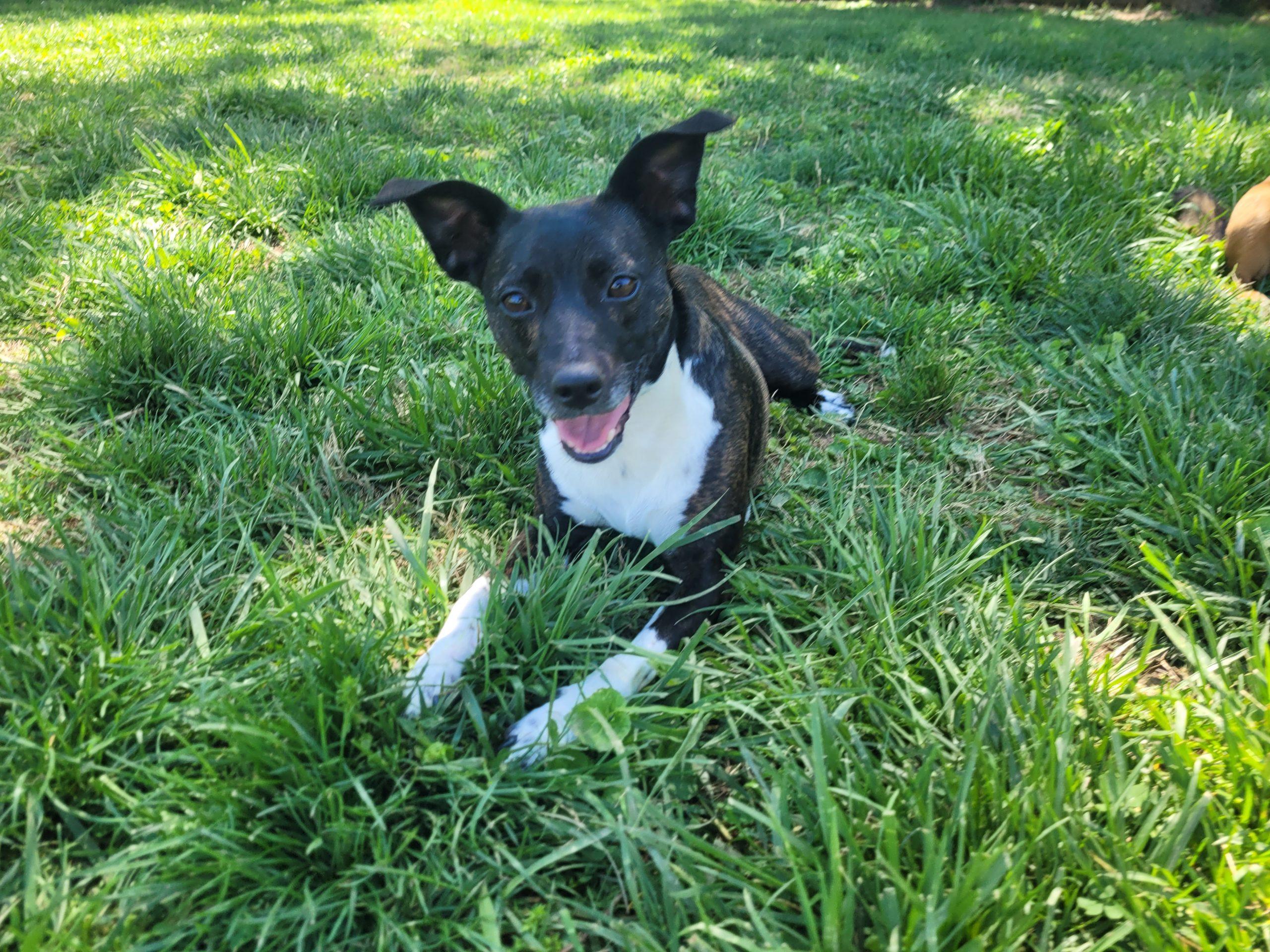 Enlarge Simba 5661 D, a Adoptable mixed breed in Frankfort, KY image 2/6
