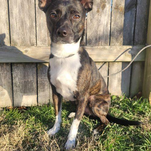 Enlarge Simba 5661 D, a Adoptable mixed breed in Frankfort, KY image 3/6