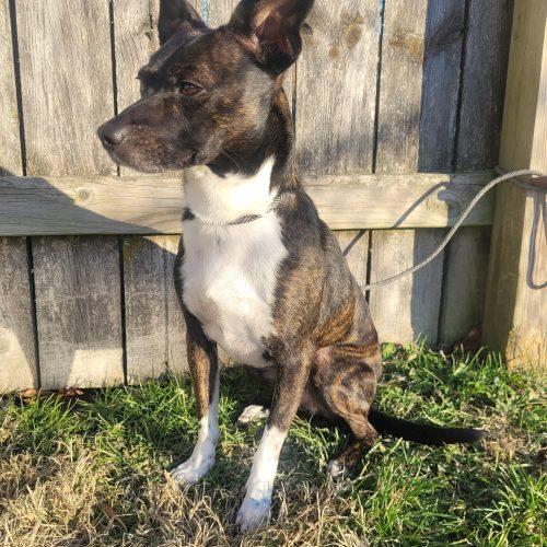 Enlarge Simba 5661 D, a Adoptable mixed breed in Frankfort, KY image 4/6