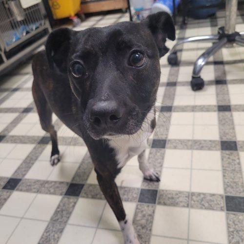Enlarge Simba 5661 D, a Adoptable mixed breed in Frankfort, KY image 5/6