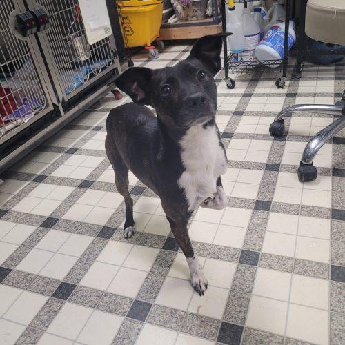 Enlarge Simba 5661 D, a Adoptable mixed breed in Frankfort, KY image 6/6
