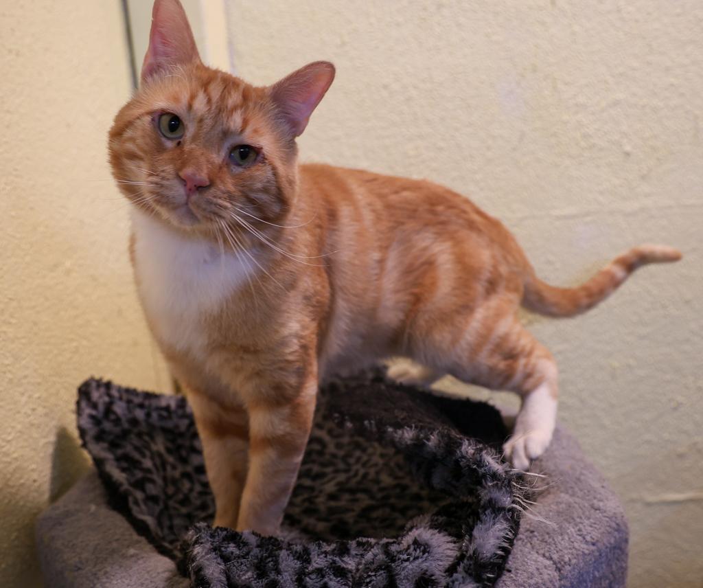 Otis-aka Odie Bear Seymour III, Adult Male unknown