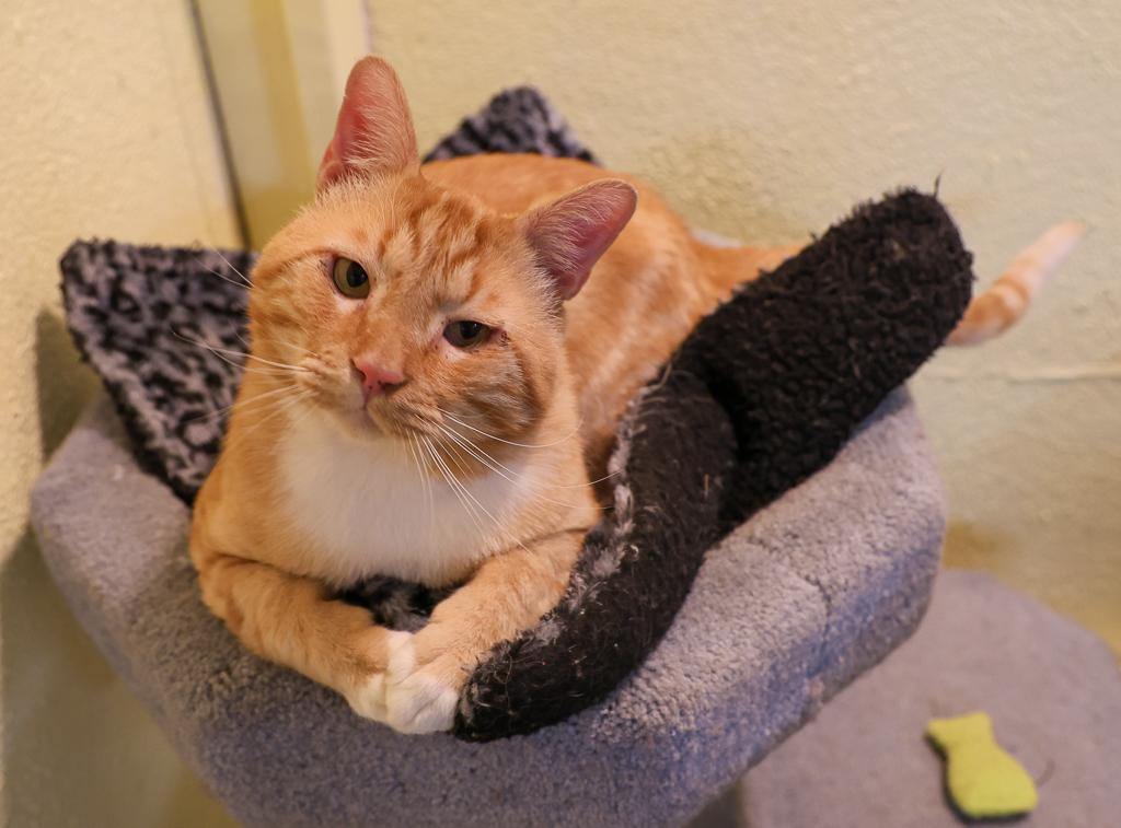 Otis-aka Odie Bear Seymour thumbnail 3