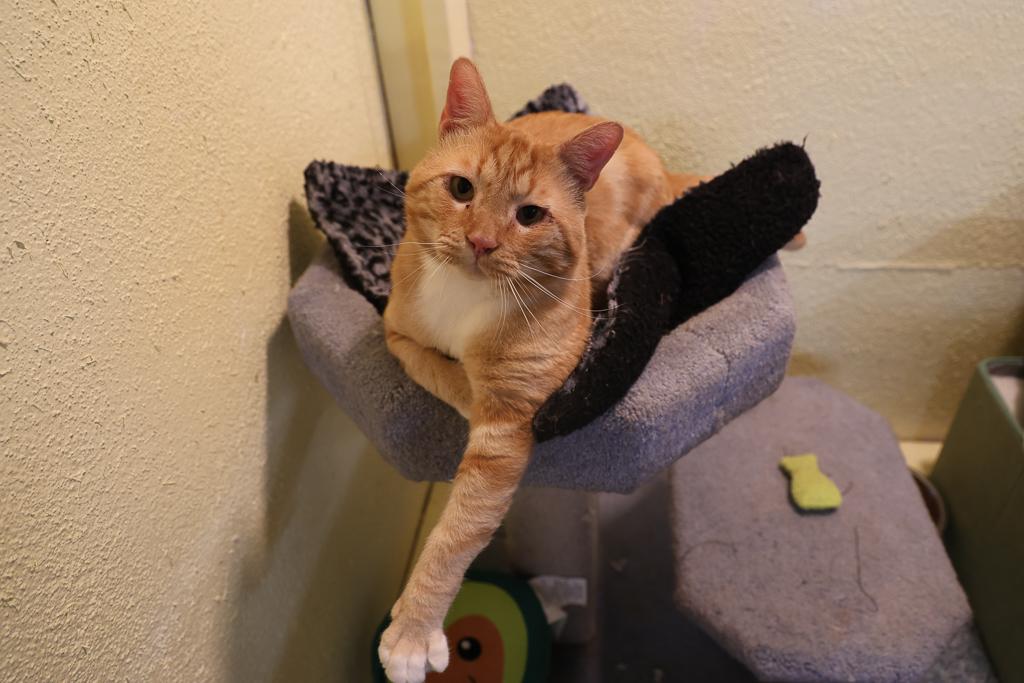 Otis-aka Odie Bear Seymour thumbnail 5