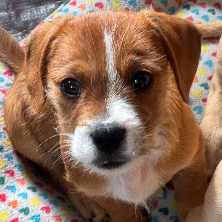 Fig Newton, Adoptable, Young Male Dachshund & Terrier.