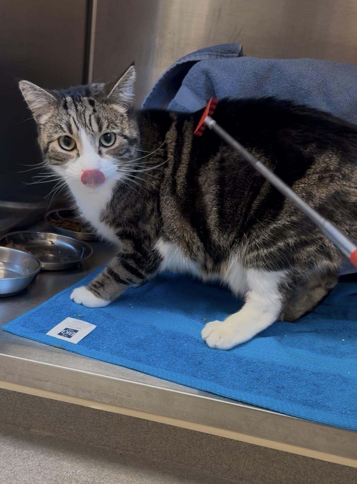 Enlarge Elliott, a ADOPTABLE Domestic Short Hair in Quincy, MA image 1/2