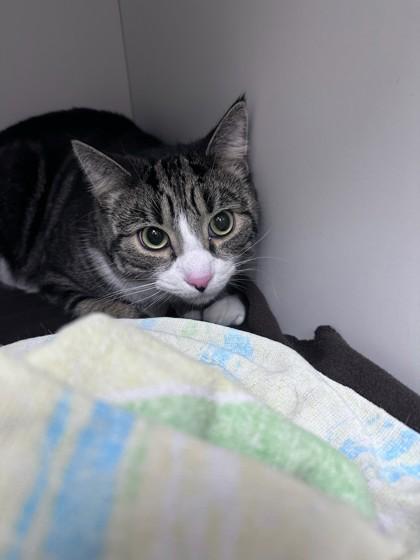 Enlarge Elliott, a ADOPTABLE Domestic Short Hair in Quincy, MA image 2/2