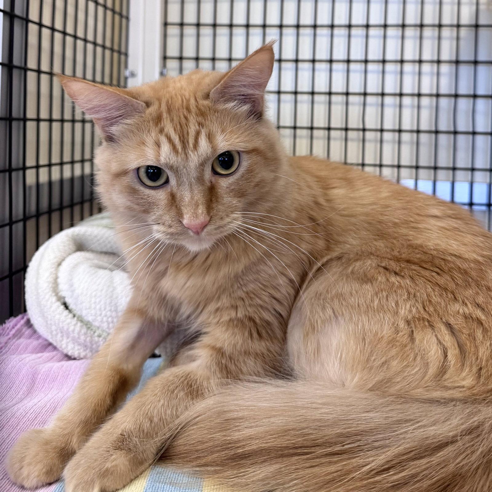 Tifah, Adopted, Adult Female Domestic Medium Hair.