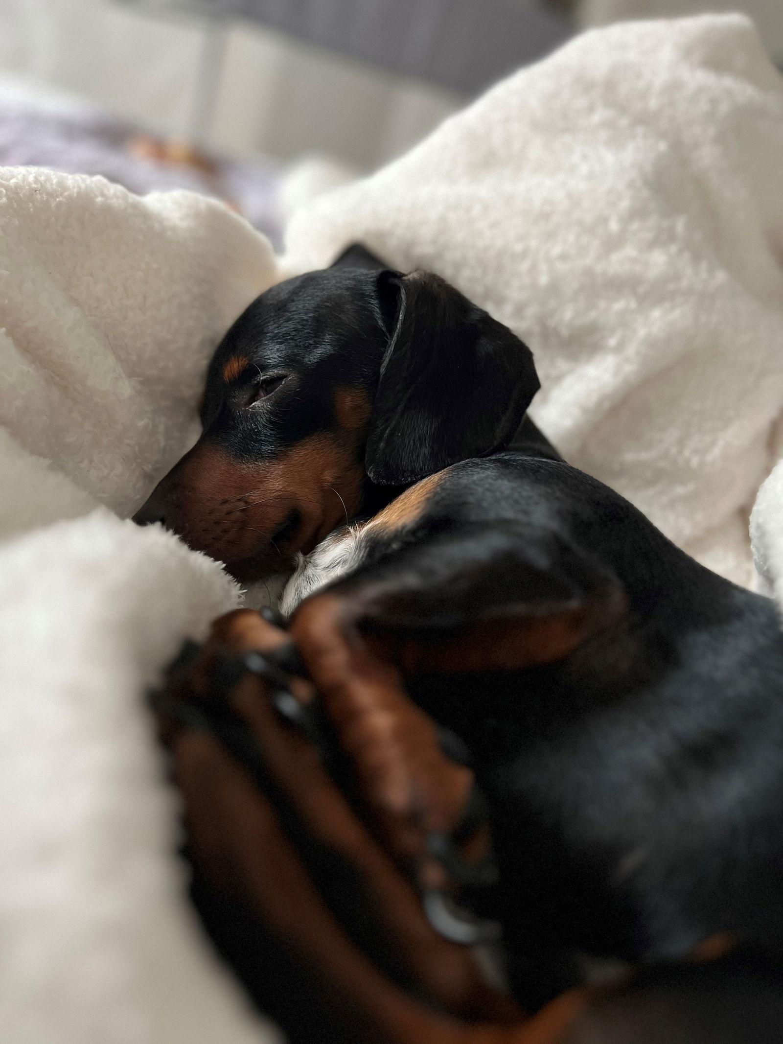 Enlarge Nugget2, a Adoptable Dachshund in Austin, TX image 1/3