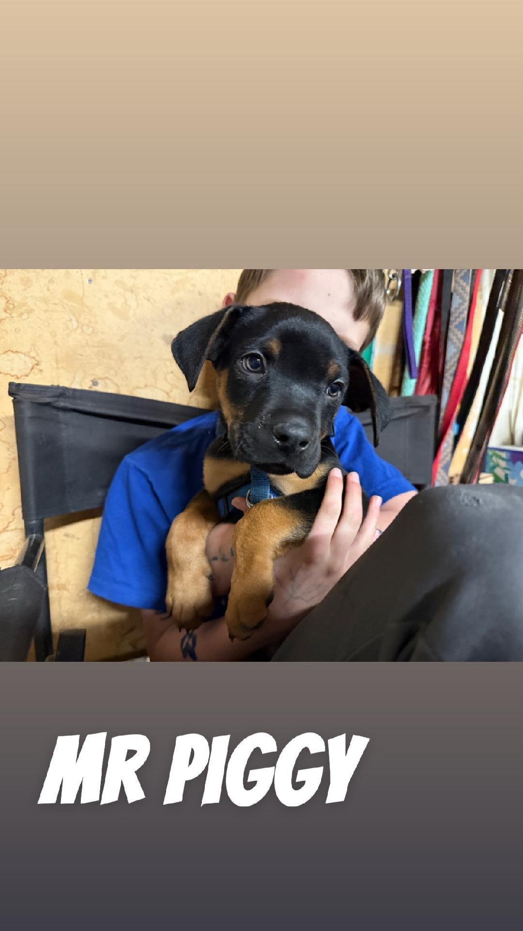 Mr. Piggie , ADOPTABLE, Young Male Mixed Breed.