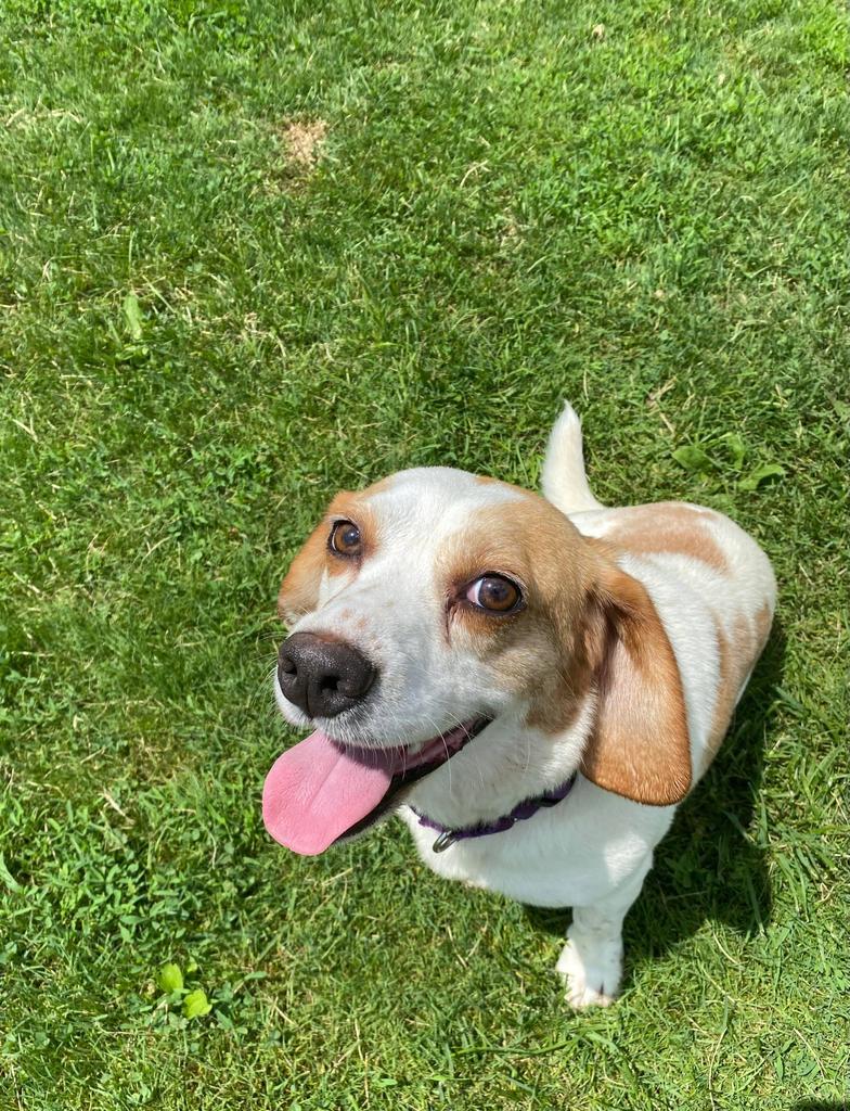 Colt, Adoptable, Adult Male Beagle.