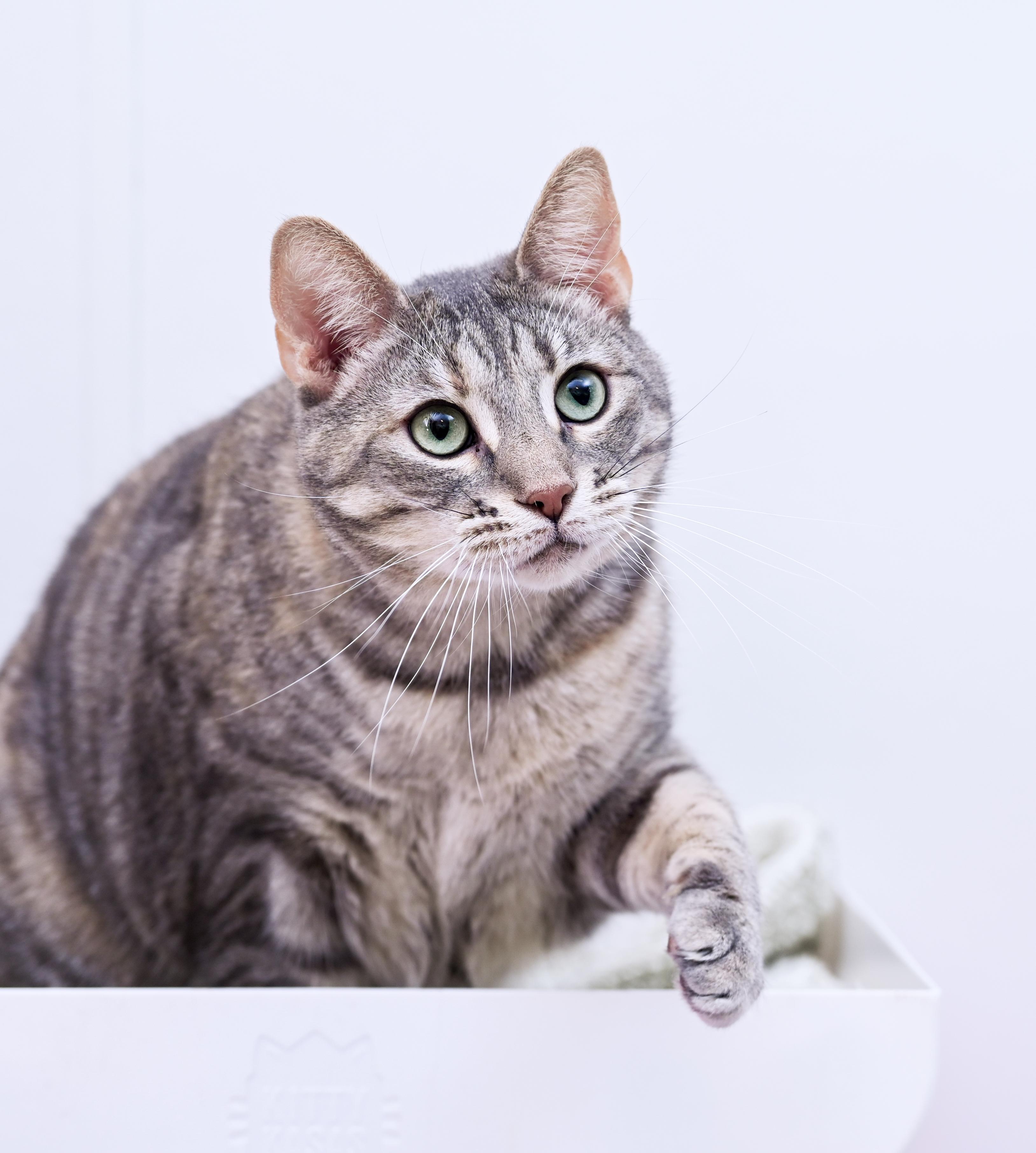 Bonnie, adoptable, Adult Female Torbie & Tabby.