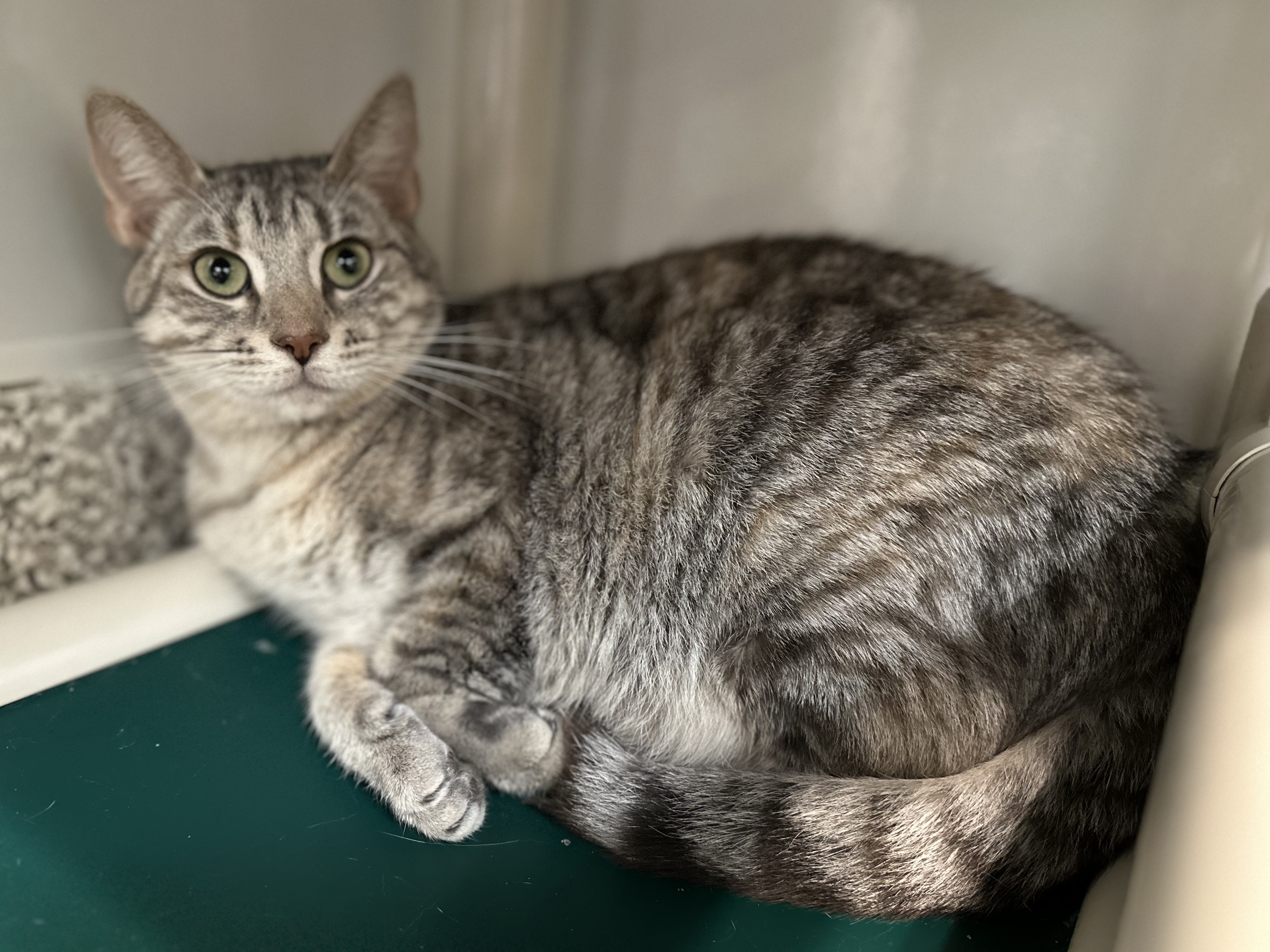 Bonnie, an adoptable mixed breed in Chattanooga, TN image 3/5