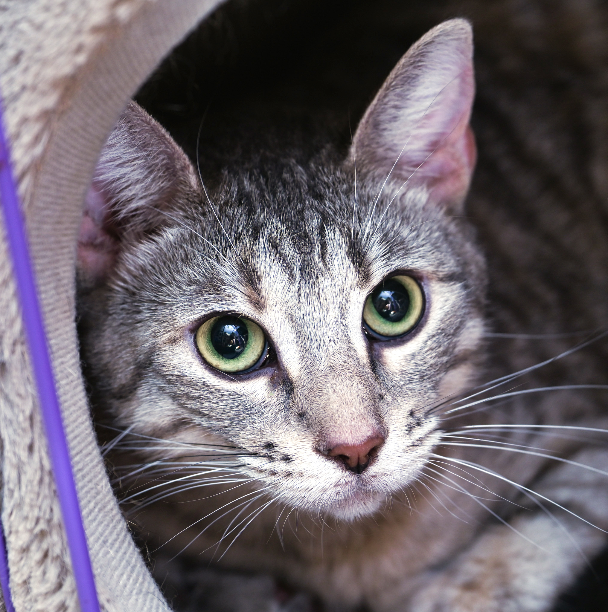 Bonnie, an adoptable mixed breed in Chattanooga, TN image 2/5