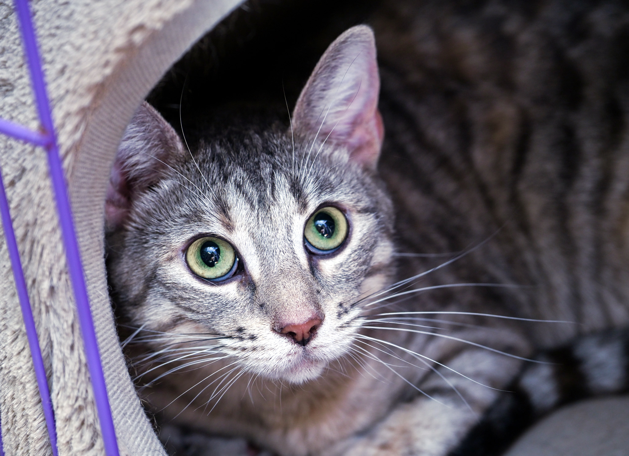 Bonnie, an adoptable mixed breed in Chattanooga, TN image 4/5