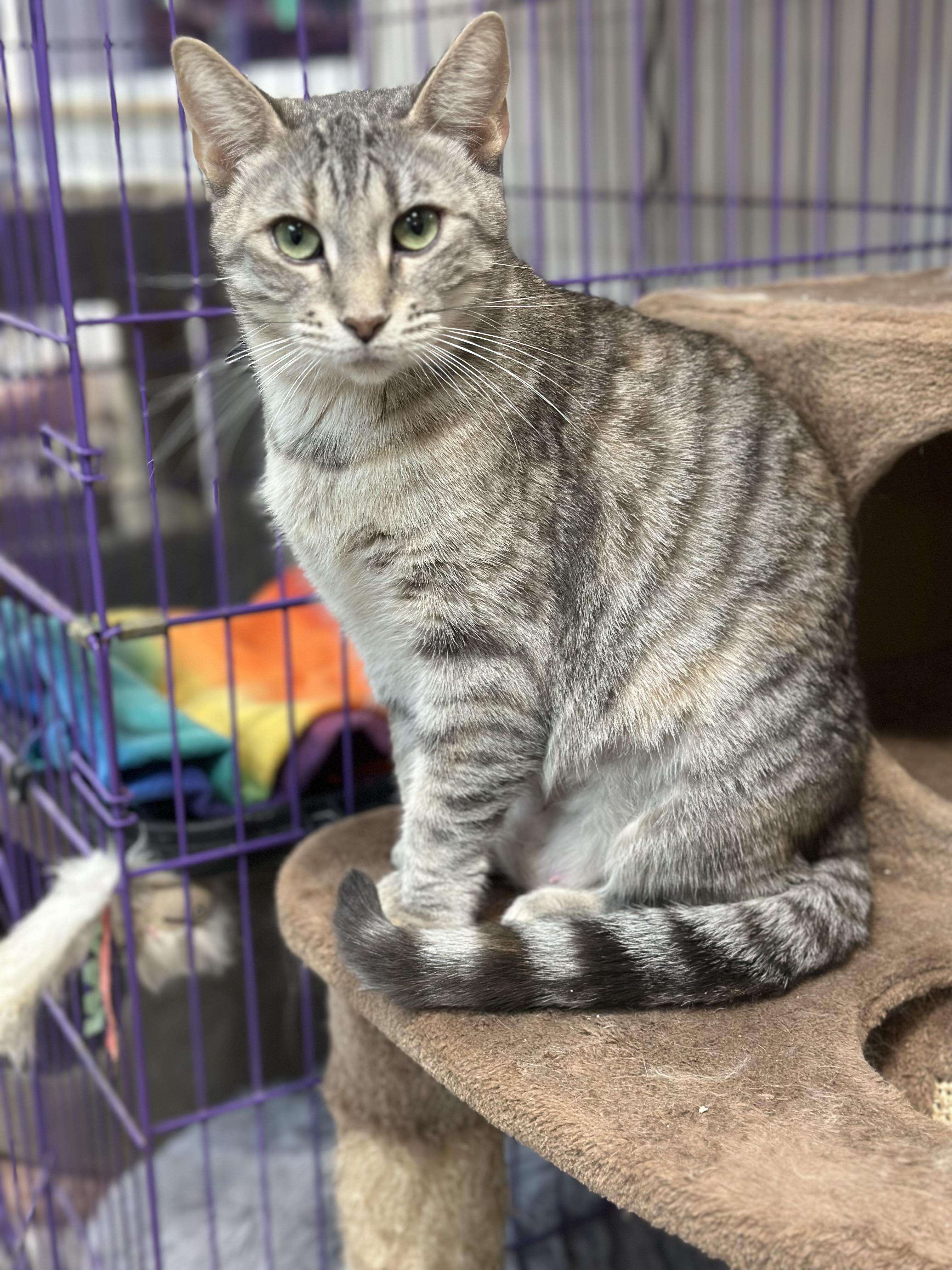 Bonnie, an adoptable mixed breed in Chattanooga, TN image 5/5