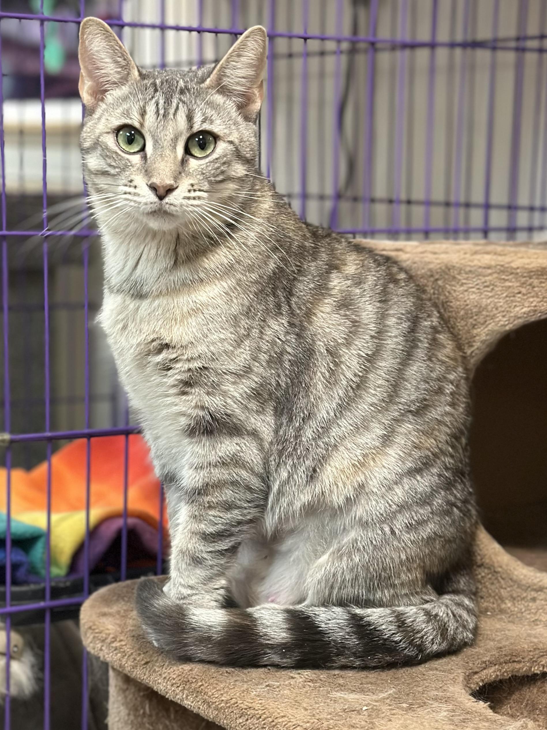 Bonnie, adoptable, Young Female Torbie & Tabby.
