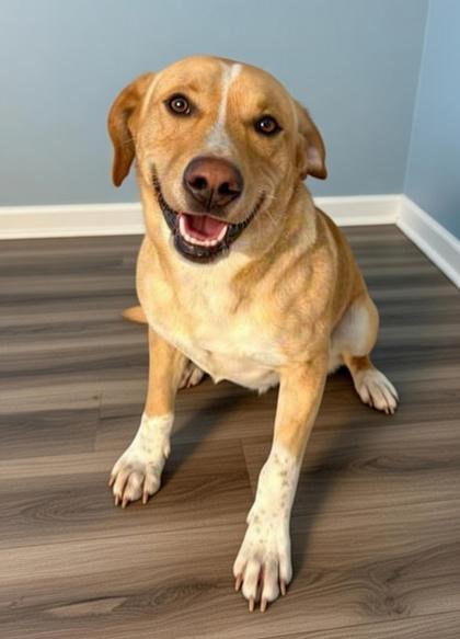 TJ~ SO HANDSOME!, Adoptable, Adult Male Labrador Retriever & Mixed Breed.