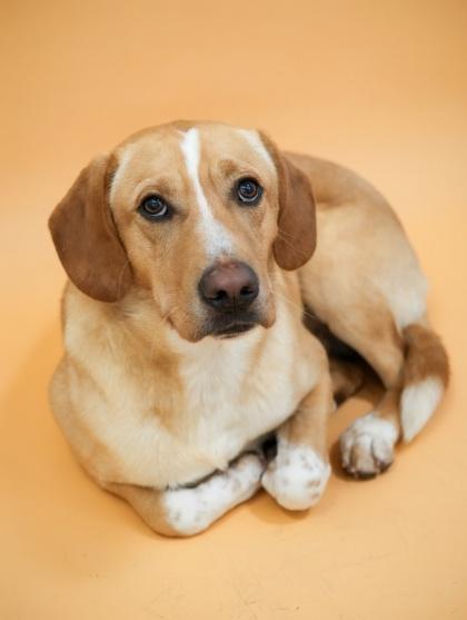 Enlarge TJ~ SO HANDSOME!, a Adoptable mixed breed in Bowling Green, KY image 2/3